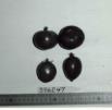 Click for 1 image(s) for this accession. FRUIT